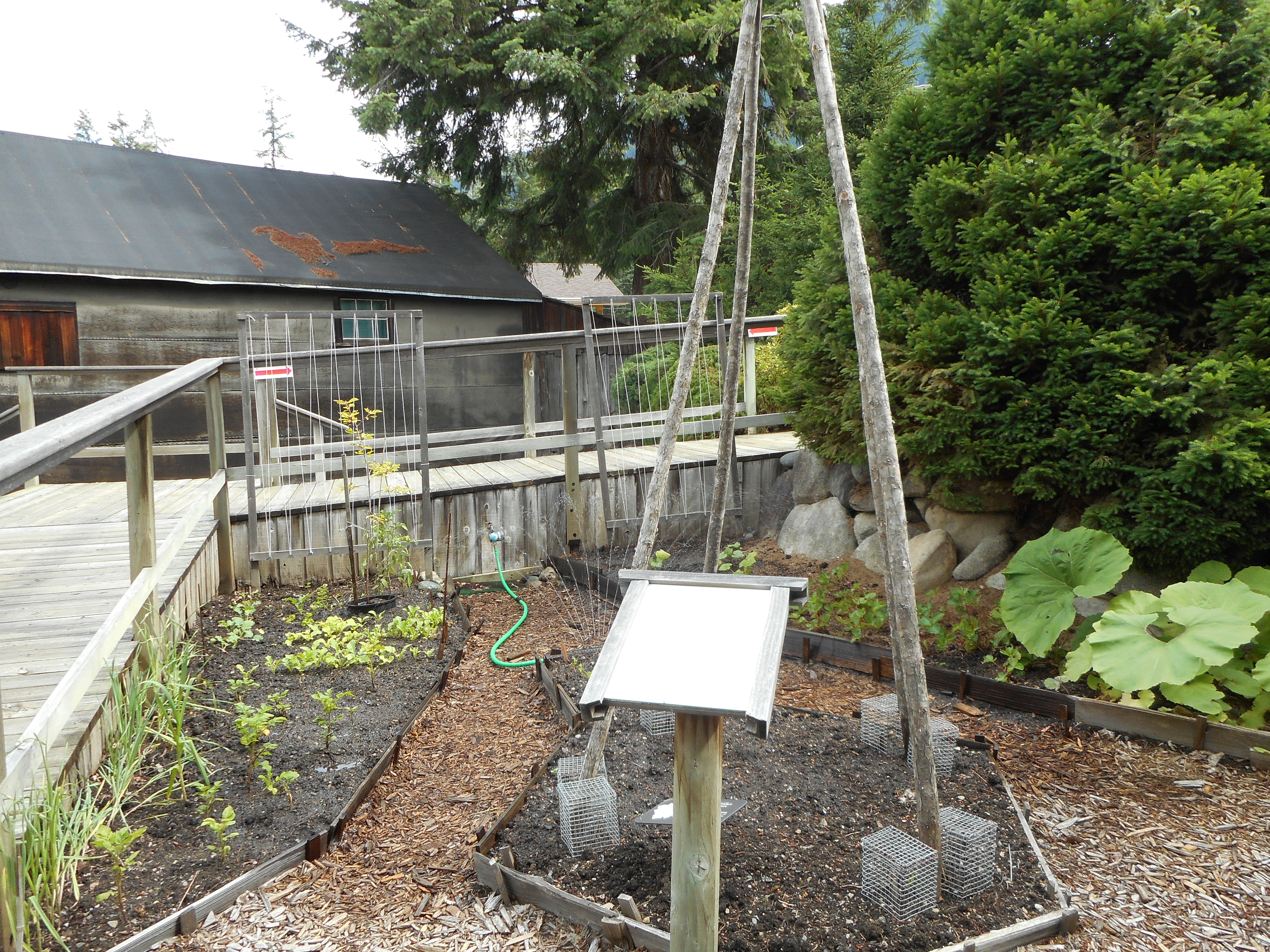 Vegetable Garden